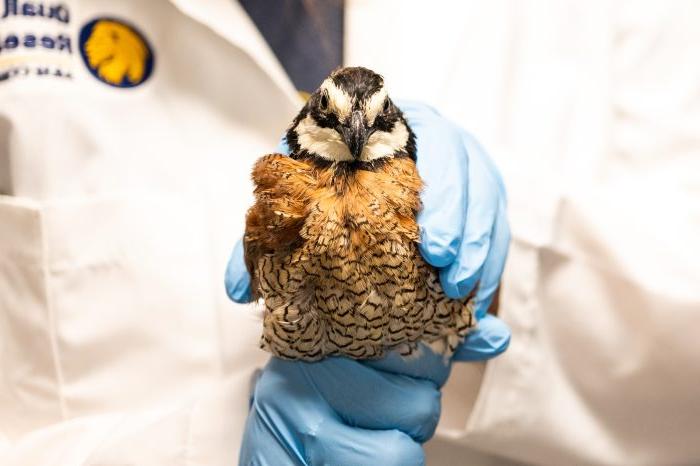 A research assistant carefully holds a quail, wearing blue gloves for a gentle and secure grip.